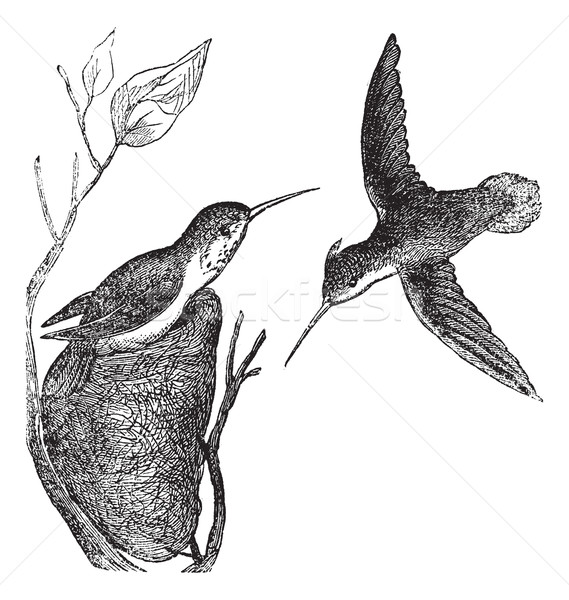 Rufous Hummingbird or Selasphorus rufus vintage engraving Stock photo © Morphart