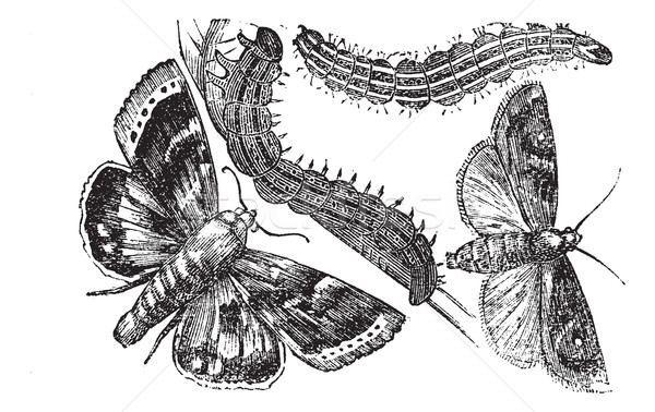 Owlet moth or Noctuidae vintage engraving Stock photo © Morphart