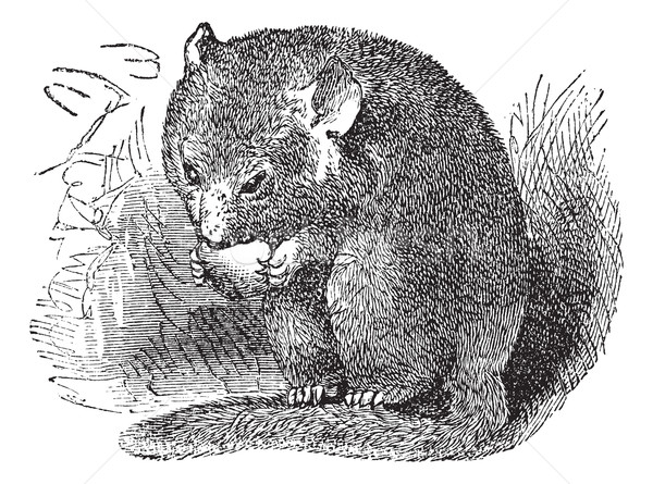 Hazel Dormouse or Muscardinus avellanarius vintage engraving Stock photo © Morphart