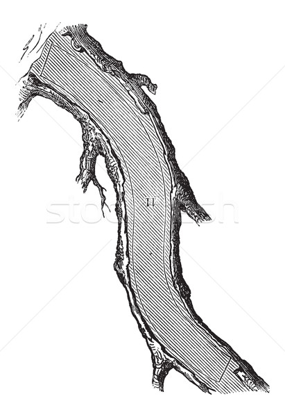How a Tree is Made into Lumber - Back Knee, vintage engraving Stock photo © Morphart