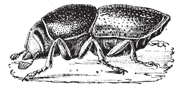 Destructive or Dark flour beetle (Tribolium destructor), vintage Stock photo © Morphart