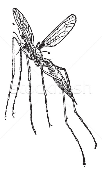 Crane fly or mosquito hawk, vintage engraving. Stock photo © Morphart