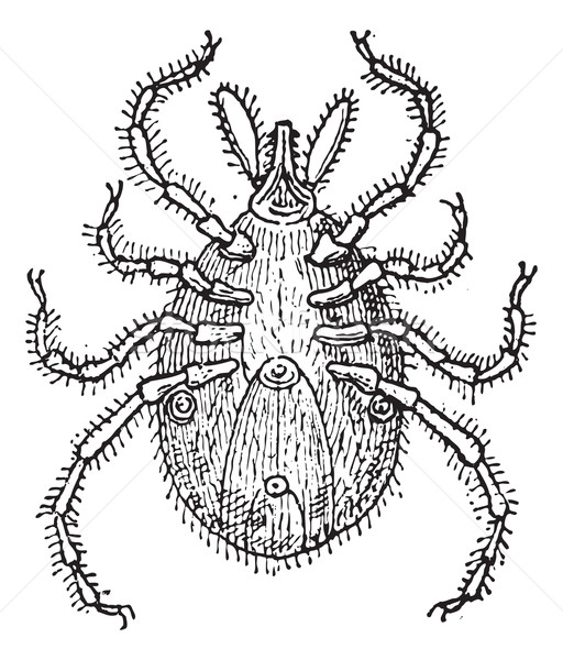 Parazita klasszikus vésés gravírozott illusztráció szótár Stock fotó © Morphart