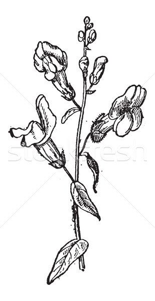 Common Snapdragon or Antirrhinum majus, vintage engraving Stock photo © Morphart