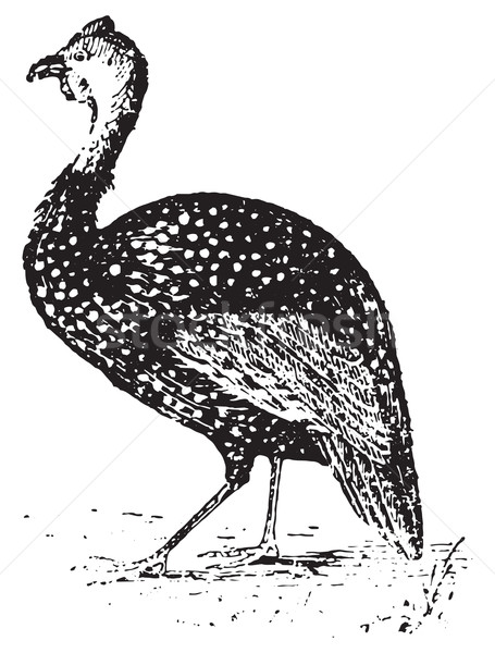 Guinea Fowl, vintage engraving. Stock photo © Morphart
