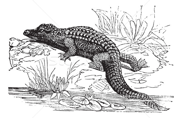 Nile Crocodile or Crocodylus niloticus vintage engraving Stock photo © Morphart