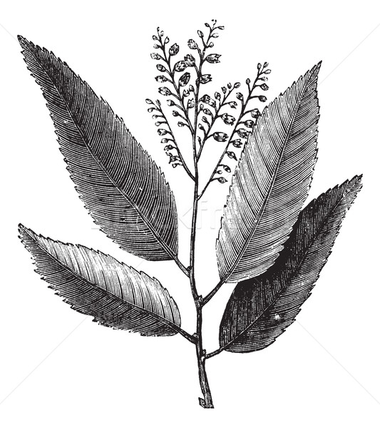 Sourwood or Sorrel Tree or Oxydendrum arboreum, vintage engravin Stock photo © Morphart