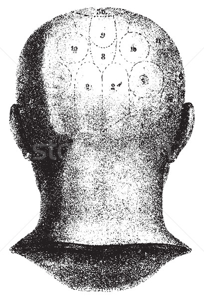 Type cranial given by Spurzheim, rear view. vintage engraving. Stock photo © Morphart