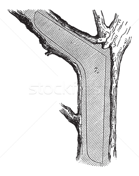 Baum Holz Jahrgang Gravur Abteilung benutzt Stock foto © Morphart