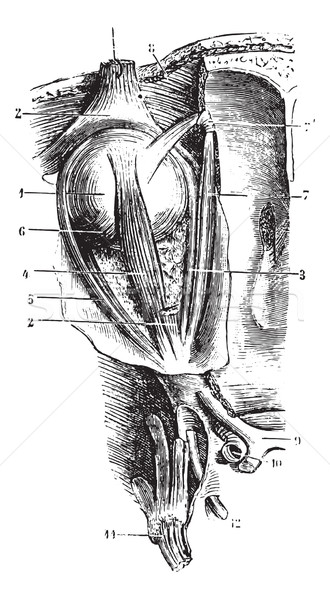 Goz Kaslar Bagbozumu Oyma Oyulmus Ornek Vektor Ilustrasyonu C Patrick Guenette Morphart 6400649 Stockfresh