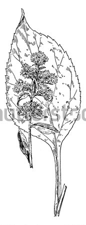 Somnifere poppy (flower) or Opium poppy, vintage engraving. Stock photo © Morphart