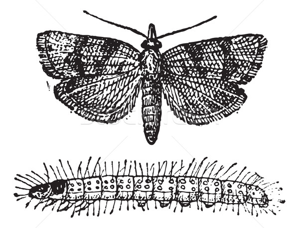 Moth, vintage engraving. Stock photo © Morphart