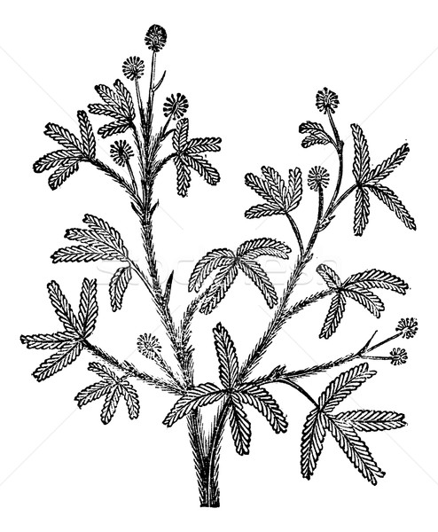 sensitive (Mimosa pudica), vintage engraving. Stock photo © Morphart