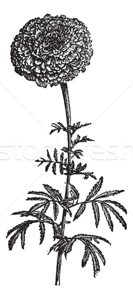 Meksika bağbozumu oyulmuş örnek ansiklopedi çiçek Stok fotoğraf © Morphart