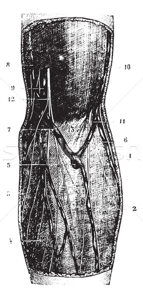 Gomito vintage inciso illustrazione medicina Foto d'archivio © Morphart