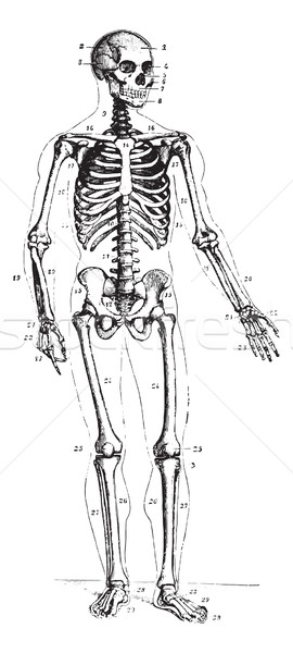Skeleton, vintage engraving. Stock photo © Morphart