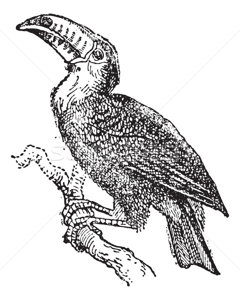 Toucan, vintage engraving. Stock photo © Morphart