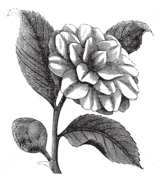 Camellia Japonica or Rose of winter vintage engraving Stock photo © Morphart