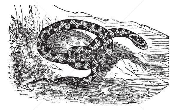 Chicken Snake or Rat Snake or Elaphe sp. or Pituophis melanoleuc Stock photo © Morphart