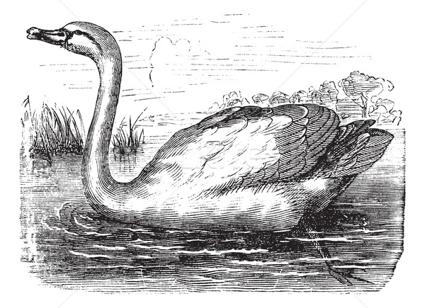 Mute Swan or Cygnus olor, vintage engraving Stock photo © Morphart