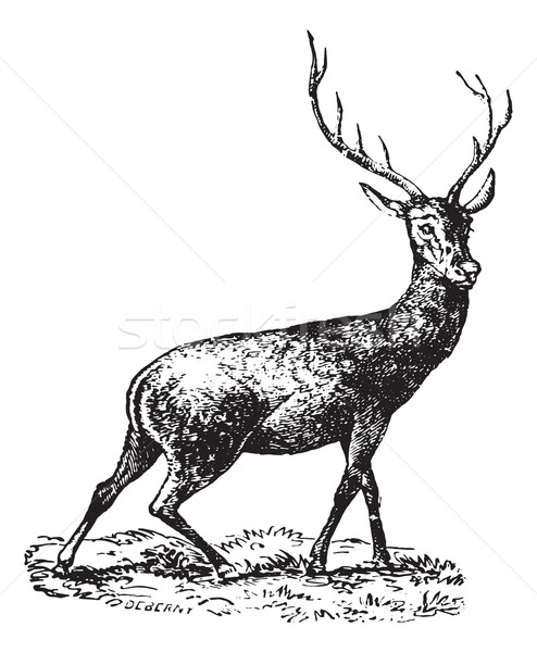 Deer, vintage engraving. Stock photo © Morphart