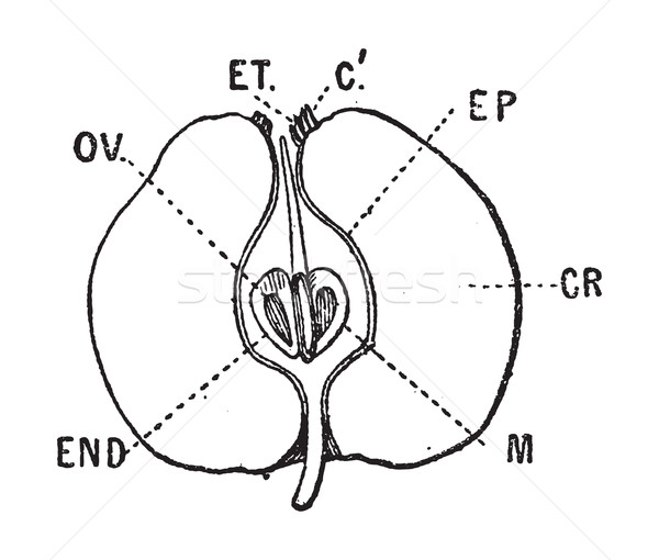 リンゴ 垂直 セクション ヴィンテージ 彫刻 刻ま ストックフォト © Morphart