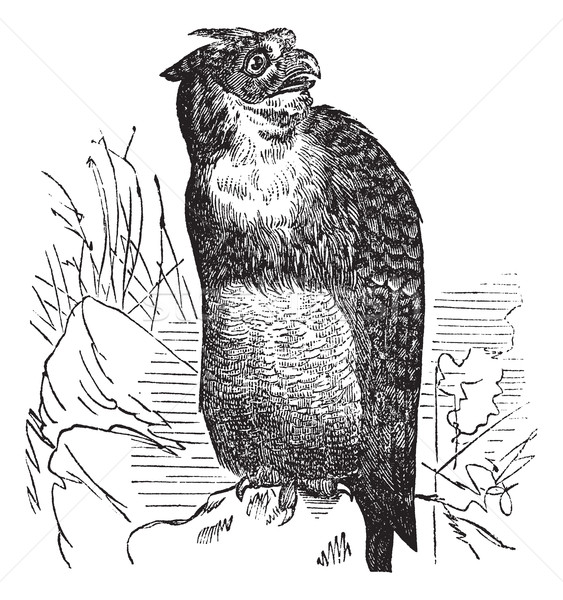 Great Horned Owl or Tiger Owl or Bubo virginianus, vintage engra Stock photo © Morphart