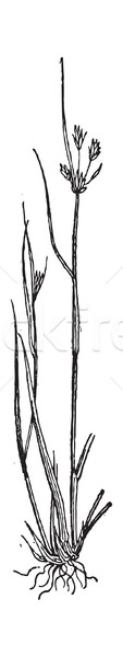 Lingau grabi epocă gravate ilustrare Imagine de stoc © Morphart