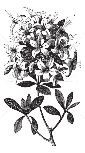 Azalea or Rhododendron vintage engraving Stock photo © Morphart