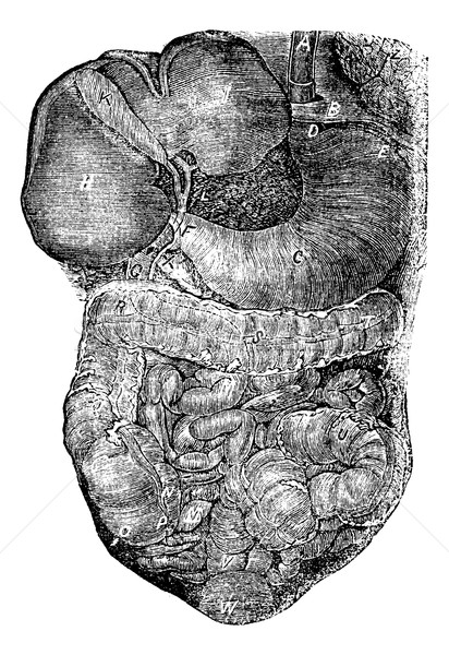 腹部的 腹部 通道 復古 商業照片 © Morphart