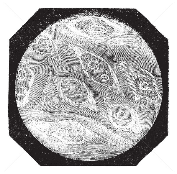 Fig. 1. Piece of flesh pork trichina; grown, vintage engraving. Stock photo © Morphart