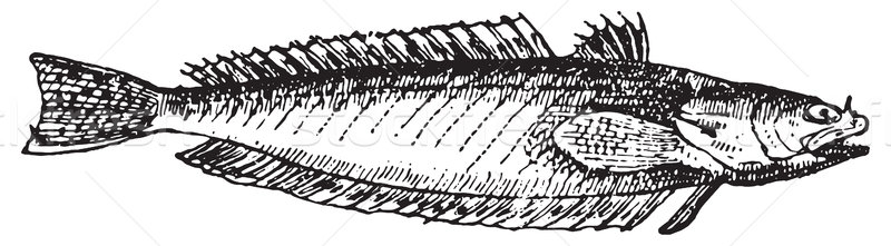 Trachinus draco or Greater weever, vintage engraving. Stock photo © Morphart