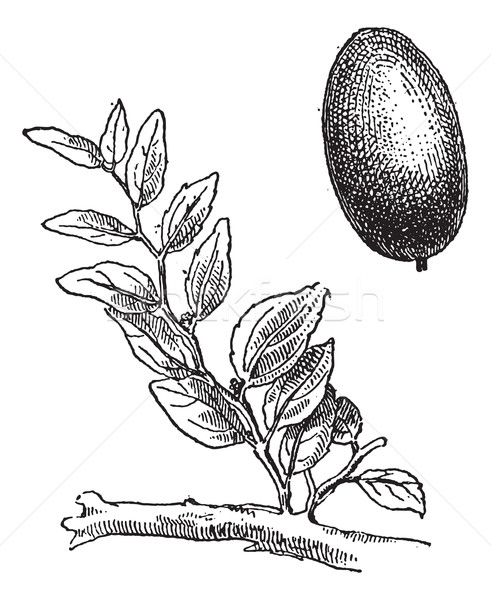 Jujube or Ziziphus zizyphus, vintage engraving. Stock photo © Morphart