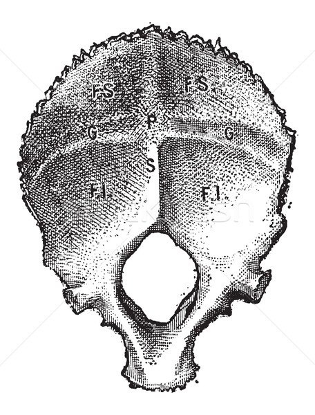 Knochen menschlichen Jahrgang Gravur internen Ansicht Stock foto © Morphart