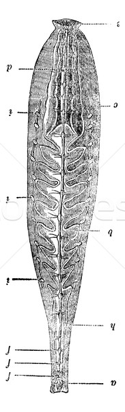 Anatomy of Leech, vintage engraving. Stock photo © Morphart