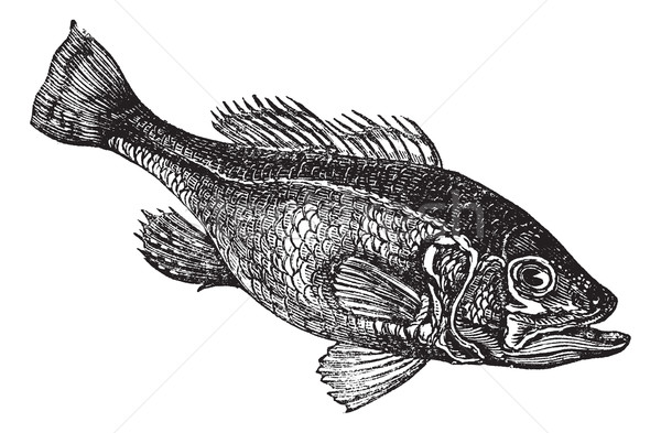 Stock photo: Largemouth bass (Micropterus salmoides) or widemouth bass vintag