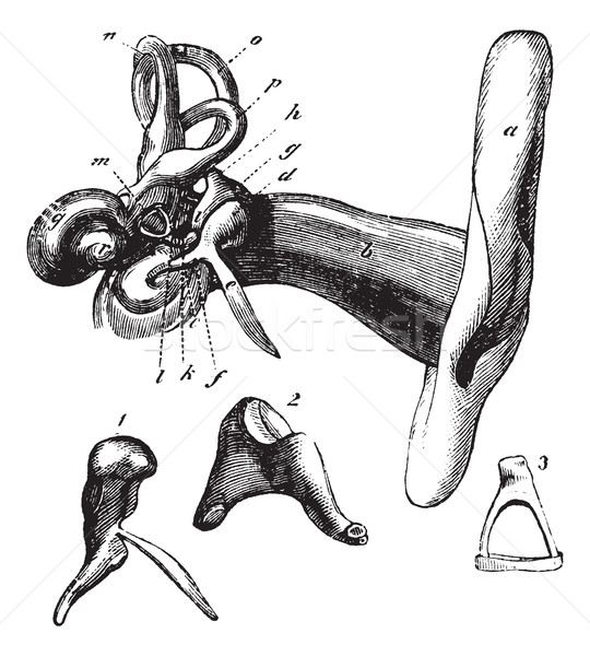 Stock photo: Human ear anatomy. vintage engraving