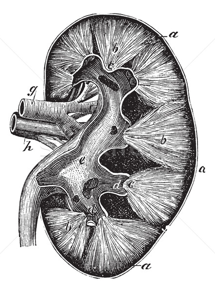 人的 腎 復古 雕刻 老 刻 商業照片 © Morphart