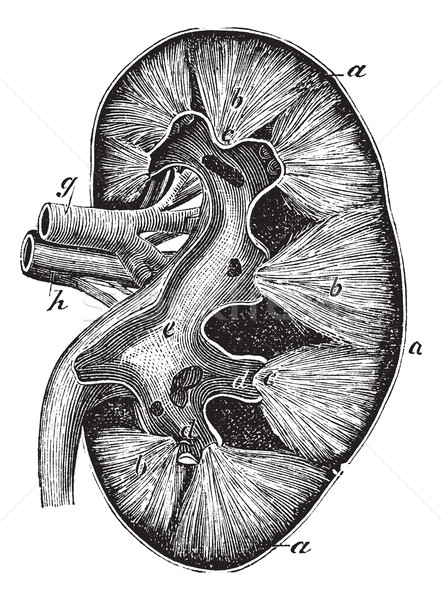 Emberi vese klasszikus vésés öreg gravírozott Stock fotó © Morphart