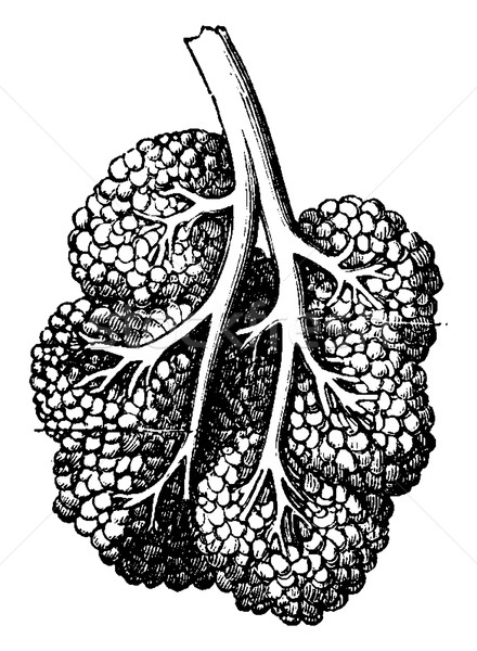Breast lobe, vintage engraving. Stock photo © Morphart
