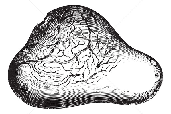 Ovar vezica epocă gravate ilustrare Imagine de stoc © Morphart