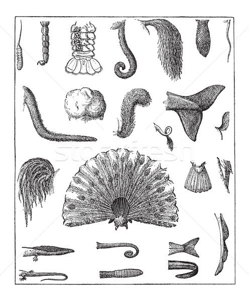 Various Tails, vintage engraving Stock photo © Morphart