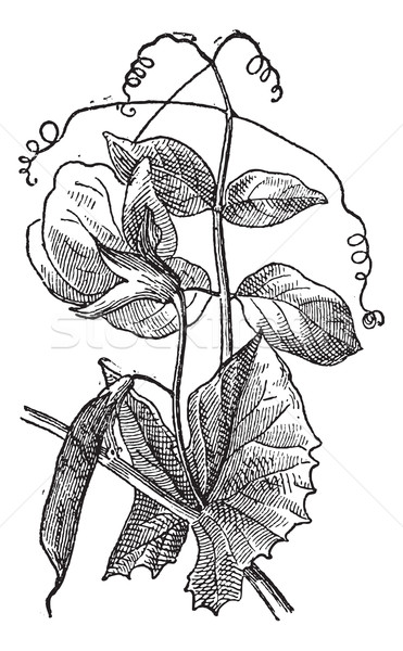 Pea or Pisum sativum, vintage engraving Stock photo © Morphart