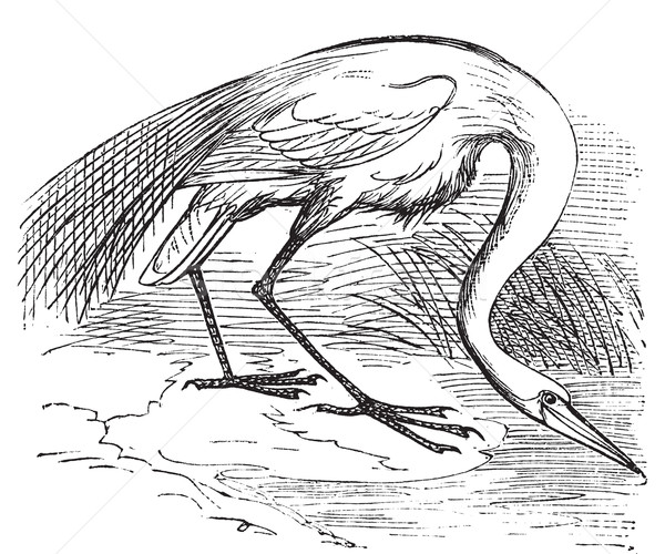 Engraving of a White Heron or egret (Ardea egretta) Stock photo © Morphart