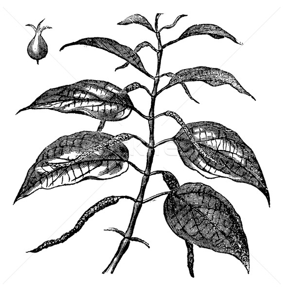 Betel or Piper betle, leaves, vintage engraving. Stock photo © Morphart