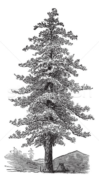 American yellow pine (Pinus ponderosa) or Ponderosa Pine, vintag Stock photo © Morphart