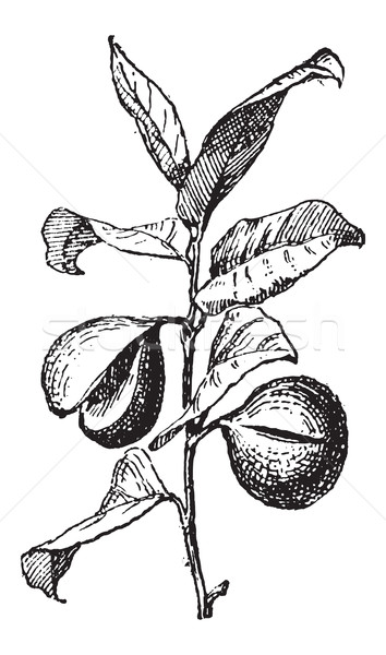 Muskatnuss Jahrgang Gravur Obst graviert Stock foto © Morphart