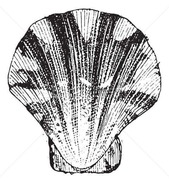 Comb mollusc, vintage engraving. Stock photo © Morphart