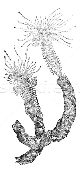 Worm (annelid), vintage engraving. Stock photo © Morphart