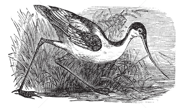 Black-capped Avocet or Recurvirostra bird. Vintage engraved. Stock photo © Morphart